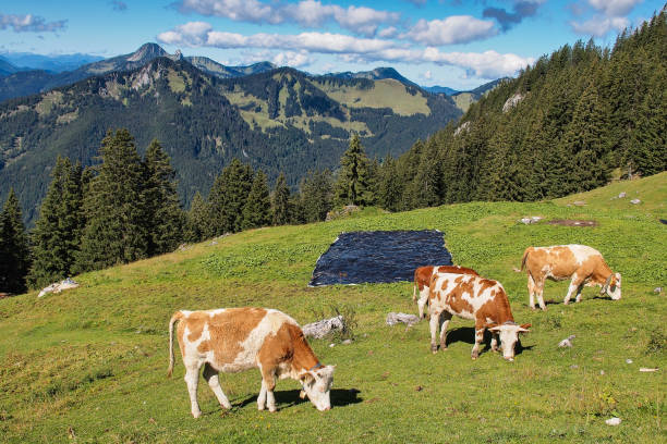 istock Bavarian Alps, Rotwand, close to Munich, South Germany 1358726532