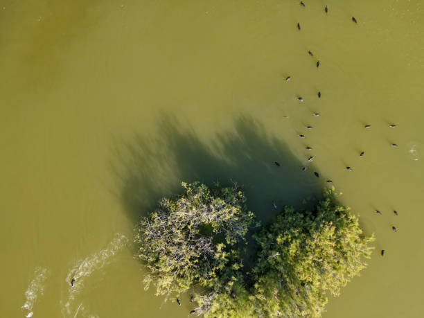 istock Water tree on a lake at Larnaca, Cyprus 1358727637