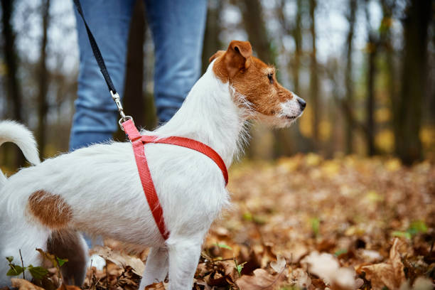 istock Dog walking in autumn park with leaves 1358727976