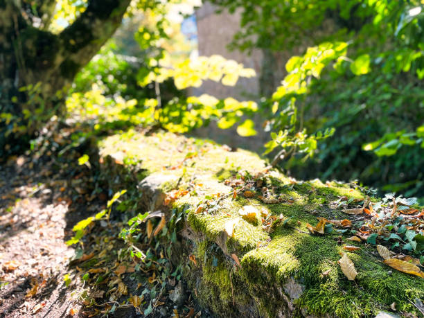 istock moss and leaves on stone edge or road 1358729556