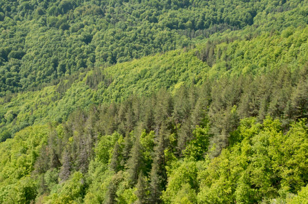istock Spring green forest of beech, pine and oak 1358729699
