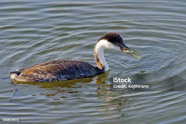 Western Grebe Stock Photo - Download Image Now - Animal Wildlife, Bird, California