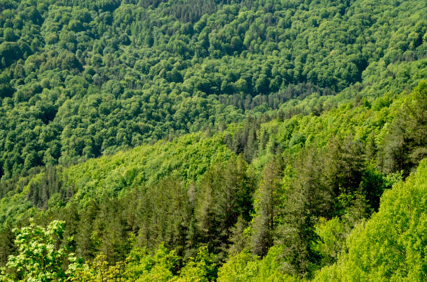 istock Spring green forest of beech, pine and oak 1358730156