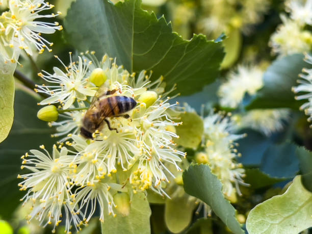 istock Honeybee on Linden Flowers 1358731519
