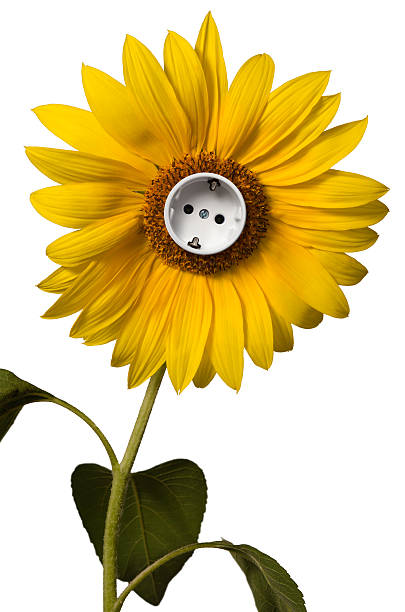 Sunflower with socket stock photo