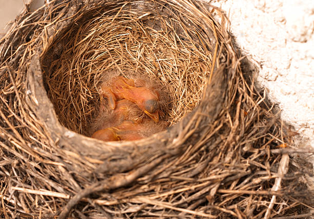 슬리핑 아기 로빈스 - dependency animal nest robin bird 뉴스 사진 이미지