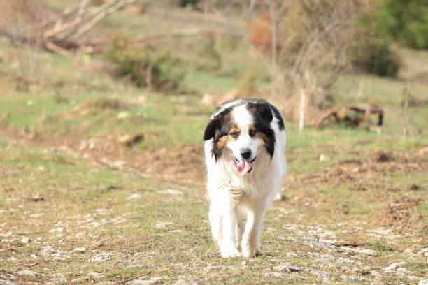 istock Tornjak, Croatian and Bosnian shepherd dog 1358737401