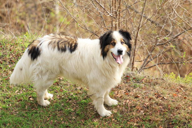 Tornjak, Croatian and Bosnian shepherd dog stock photo