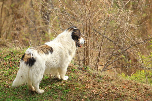 istock Tornjak, Croatian and Bosnian shepherd dog 1358737444