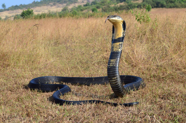 la cobra real, ophiophagus hannah es una especie de serpiente venenosa de elápidos endémica de las selvas en el sur y sudeste de asia, goa india - cobra rey fotografías e imágenes de stock
