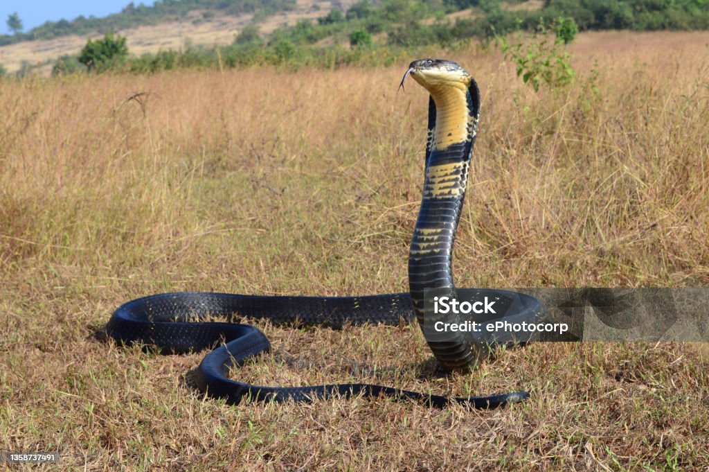 King cobra, Ophiophagus hannah is a venomous snake species of elapids endemic to jungles in Southern and Southeast Asia, goa India King Cobra Stock Photo