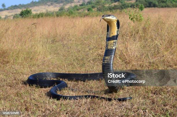 King Cobra Ophiophagus Hannah Is A Venomous Snake Species Of Elapids Endemic To Jungles In Southern And Southeast Asia Goa India Stock Photo - Download Image Now