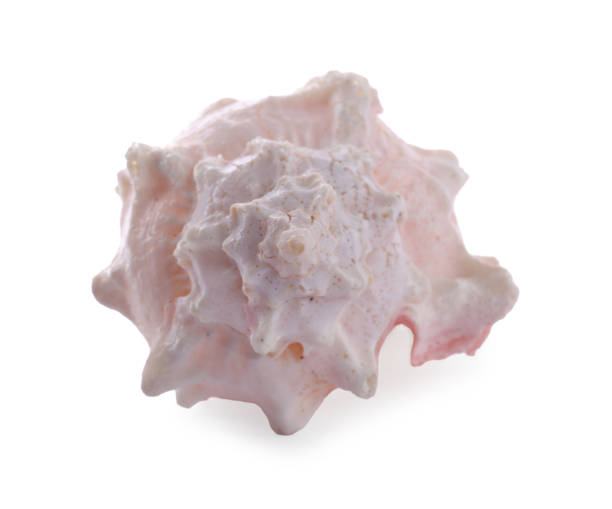 istock Beautiful pink sea shell isolated on white, top view 1358737615