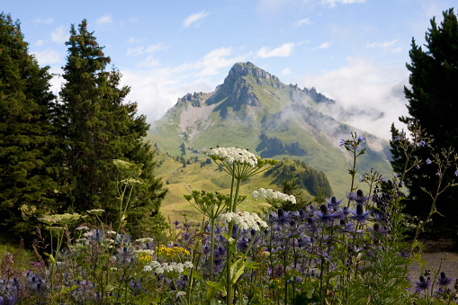 Schynige Platte, with the peak of the Loucherhorn in the distance and a mass of wild flowers in the foreground, including Alpine Eryngo (eryngium alpinum) and Common hogweed (heracleum sphondylium): Bernese Oberland, Switzerland