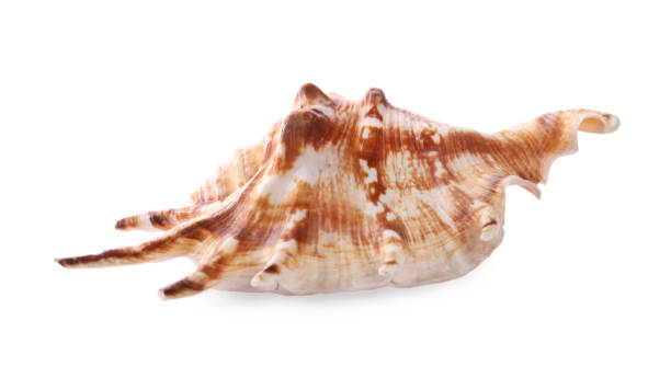 istock Beautiful exotic sea shell isolated on white 1358737640