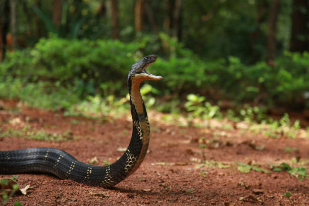 la cobra real, ophiophagus hannah es una especie de serpiente venenosa de elápidos endémica de las selvas del sur y sudeste de asia, goa india  - cobra rey fotografías e imágenes de stock