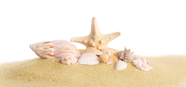 istock Beautiful exotic sea shells, starfish and sand on white background 1358739036