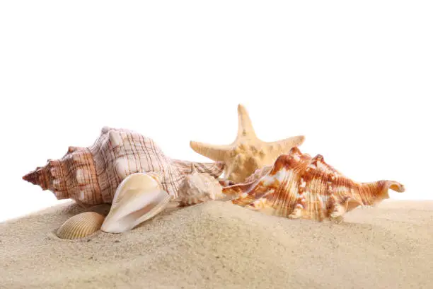 Beautiful exotic sea shells, starfish and sand on white background