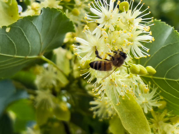 Horizontal closeup photo of a bee gathering nectar and pollen from flowers on a Linden tree in Summer. New England high country near Armidale, NSW