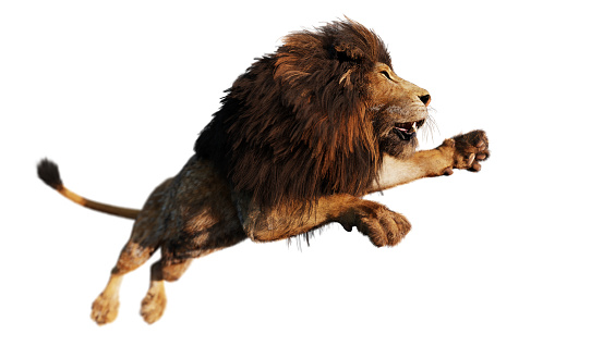 Lion jump attack isolated on white. 3D illustration