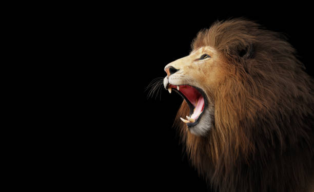 istock Lion roaring portrait on black 1358739242