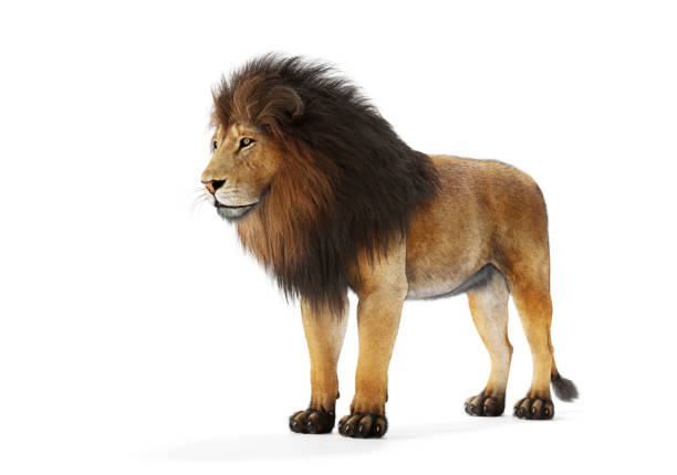 Lion in the zoo