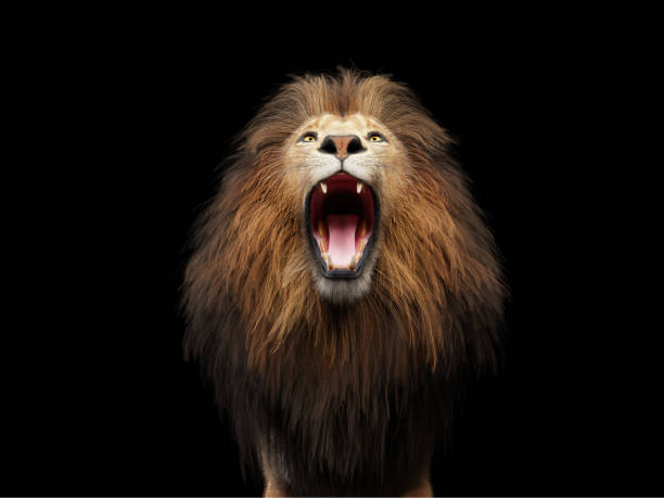 istock Lion roaring portrait on black 1358739248