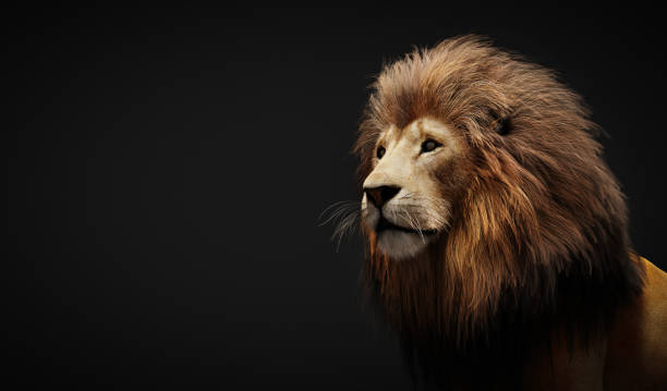 istock Lion portrait on black 1358739255