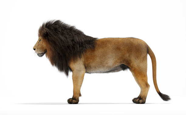 istock Lion portrait isolated on white 1358739259