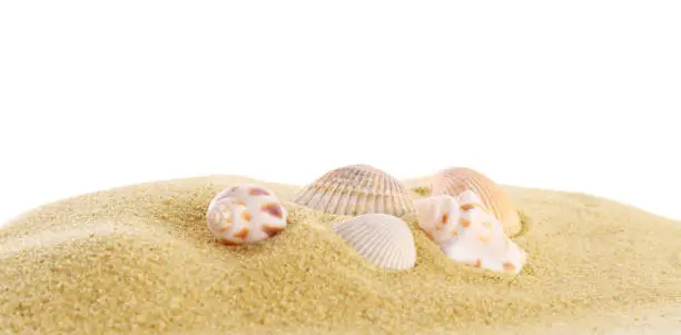 Beautiful exotic sea shells and sand on white background