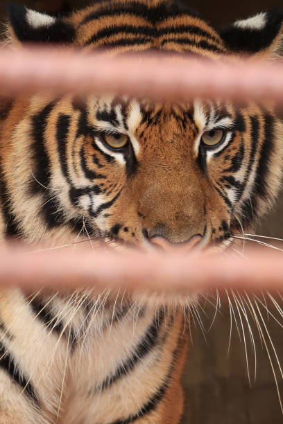 istock Eye of the Tiger 1358740686