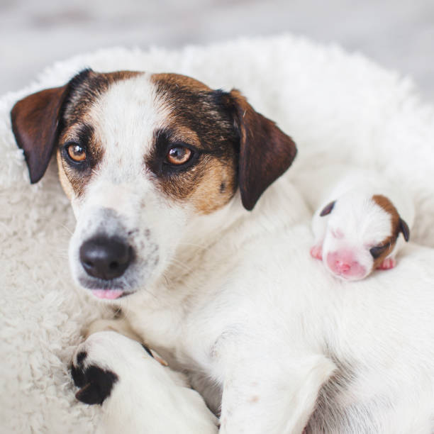 istock Newborn puppy with mother dog 1358740762