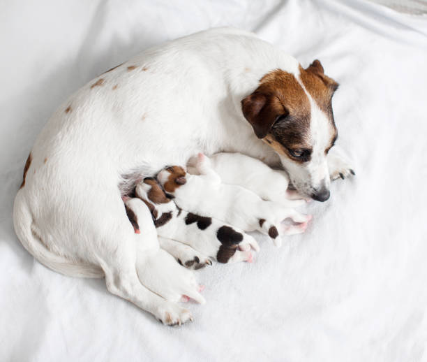 istock Dog breastfeeding puppies 1358740774