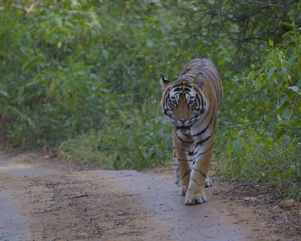 Tiger Walk. stock photo