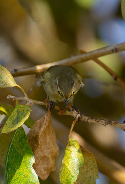 istock Common Chiffchaff bird perched on a branch among trees ( Phylloscopus collybita ) 1358741813