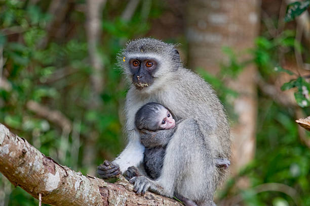 Vervet Monkey holding infant stock photo