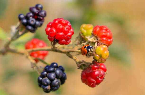 Coccinella septempunctata, the seven-spot ladybird is the most common ladybird in Europe. It is also common in Turkey.