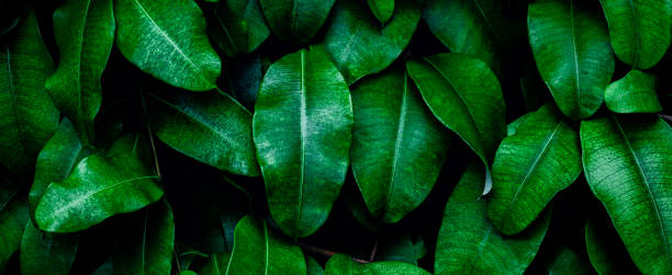 istock tropical leaves, abstract green leaves texture, nature background 1358741969