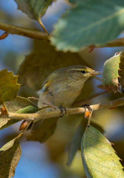 istock Common Chiffchaff bird perched on a branch among trees ( Phylloscopus collybita ) 1358742060