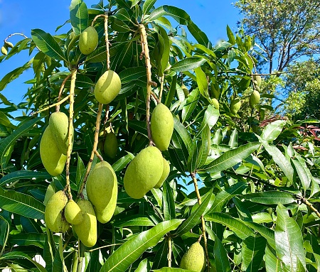Horizontal close up of green unripe mangoes growing wild on tree in public street in tropical climate of Byron Bay Australia