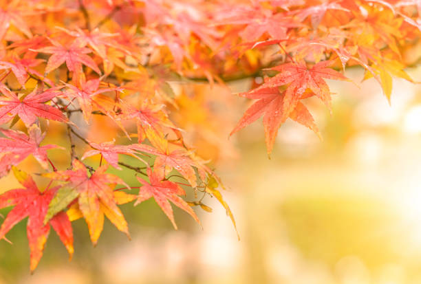 couleurs d’automne de l’érable japonais iroha momiji feuilles sur un fond flou. - japanese maple autumn leaf tree photos et images de collection