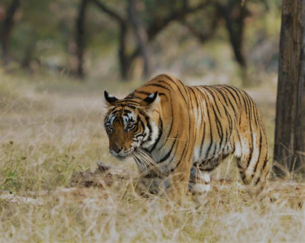 on the hunt. - bengal tiger imagens e fotografias de stock