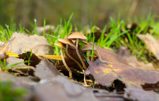 mushrooms - edible mushroom mushroom fungus colony imagens e fotografias de stock