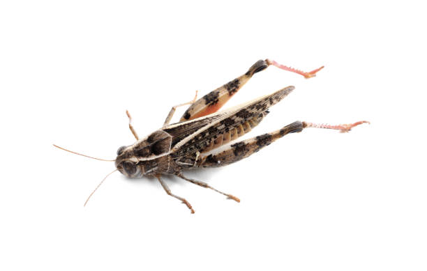 istock Common grasshopper isolated on white. Wild insect 1358744809