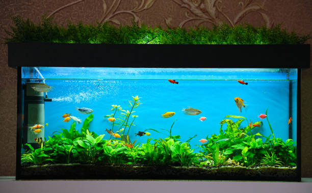 Colorful exotic fish swimming in deep blue water aquarium with green tropical plants Colorful exotic fish swimming in deep blue water aquarium with green tropical plants. gold fish tank stock pictures, royalty-free photos & images