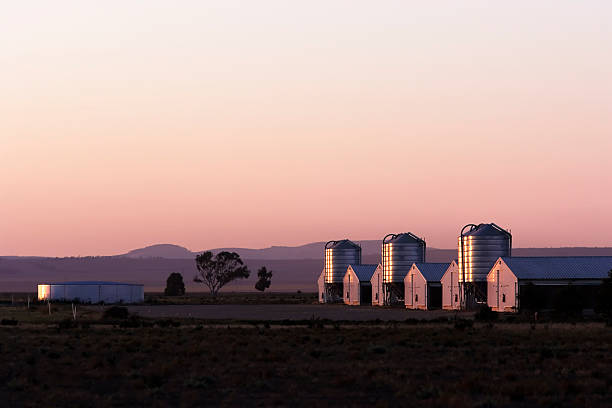 Chicken Growing Sheds stock photo