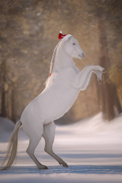 istock Little cute white Christmas pony 1358746544