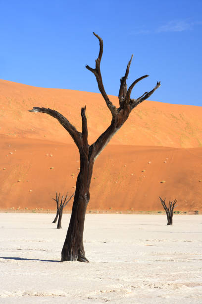 istock Camel thorn, the only tree that can grow in desert 1358747828
