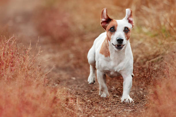 istock Dog running at autumn 1358749363