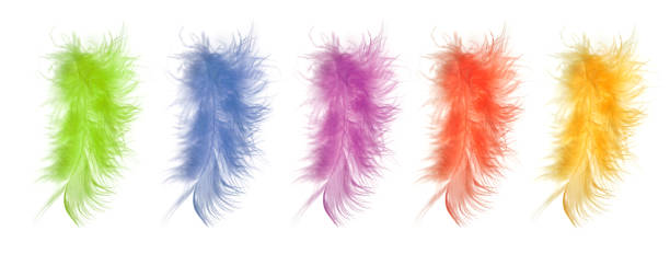 istock Close-up decorative bird feather on white background. Soft focus. 1358749411